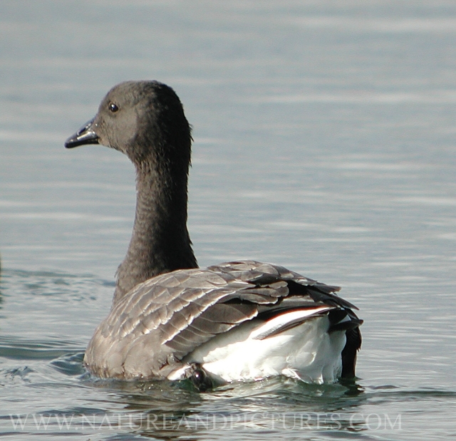 brent goose, brent geese, gees-1.jpg - BRENT GOOSE - THE KENCH - HAYLING ISLAND - ( RENOWNED AREA FOR THE WINTERING BRENT GEESE)